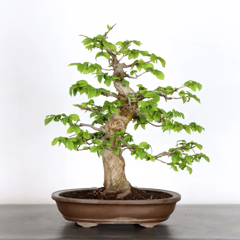 CHARME "Carpinus" 2-15