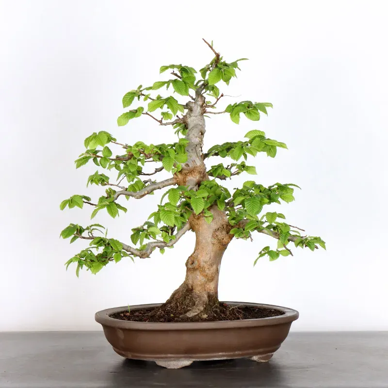 image supplémentaire - CHARME "Carpinus" 2-15