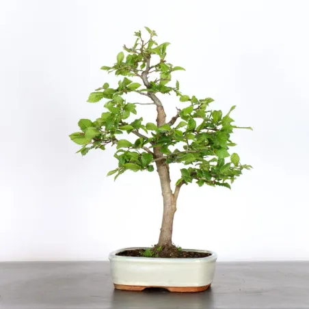 image supplémentaire - CHARME "Carpinus" 1-15 (pot...