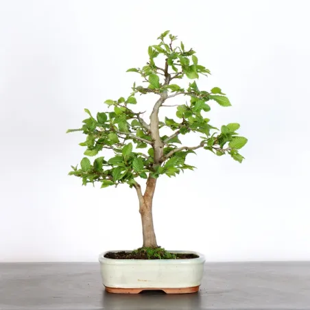 Hornbeam "carpinus" 1-15 (cracked pot)