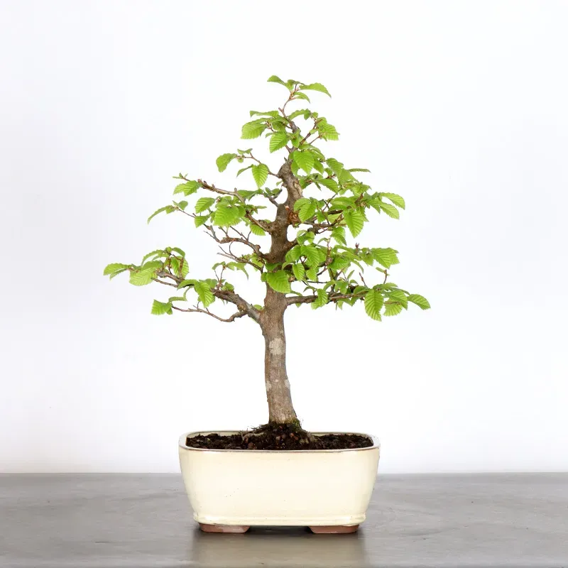 Bonsai Charmes CH-2-2
