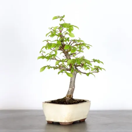 image supplémentaire - CHARME "Carpinus" 2-2