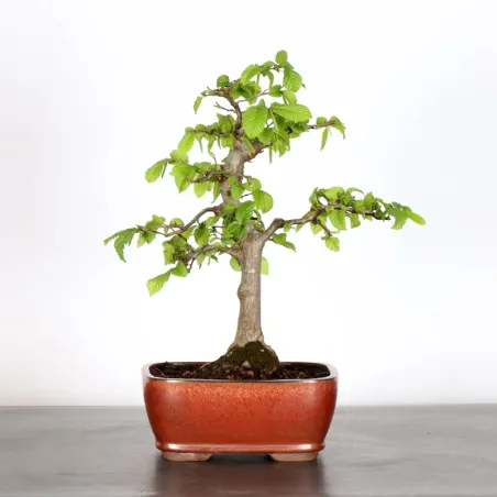 Bonsai Charms CH-1-10