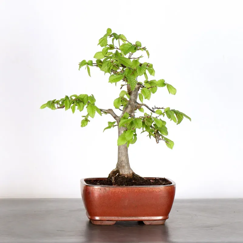 image supplémentaire - CHARME "Carpinus" 1-10