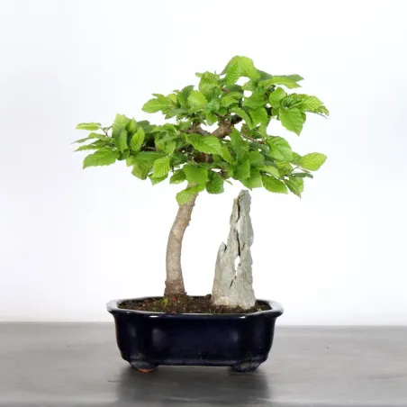 image supplémentaire - HORNBEAM "CARPINUS" 1-9