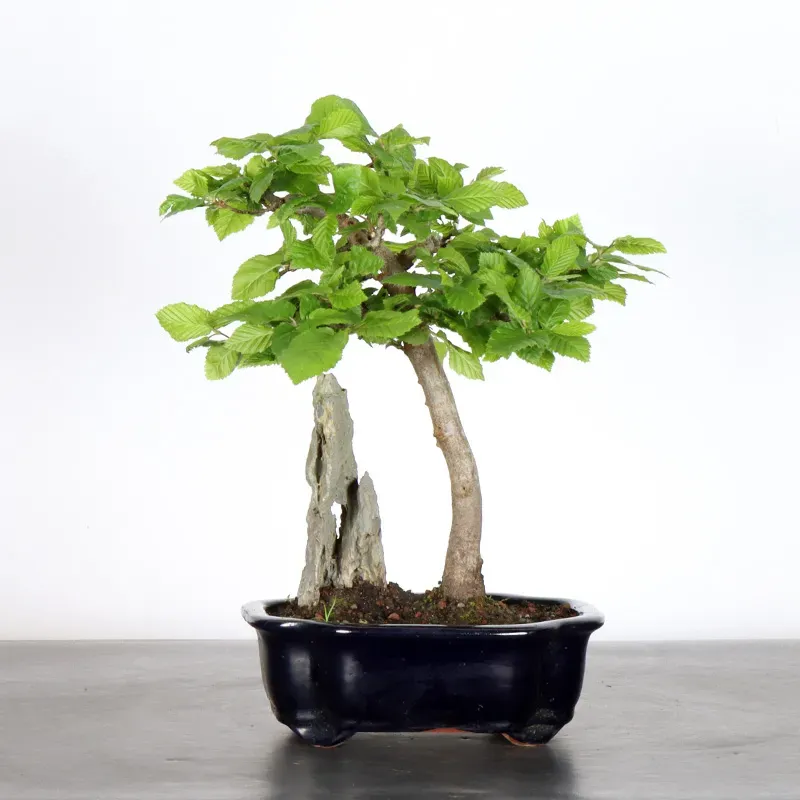 Bonsai Charmes CH-1-9