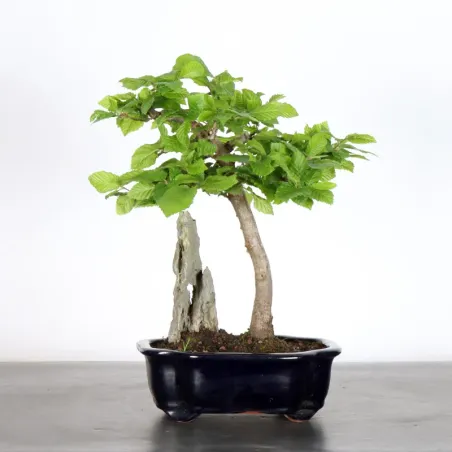 Bonsai Charmes CH-1-9