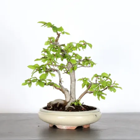 Bonsai Charms CH-2-3