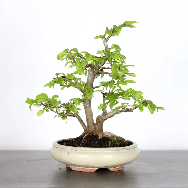 image supplémentaire - HORNBEAM "CARPINUS" 2-3