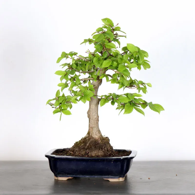 image supplémentaire - HORNBEAM "CARPINUS" 2-7