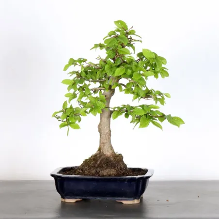 image supplémentaire - CHARME "Carpinus" 2-7