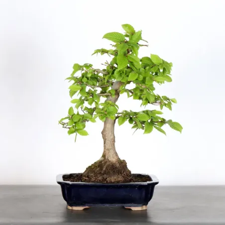 Bonsai Charmes CH-2-7