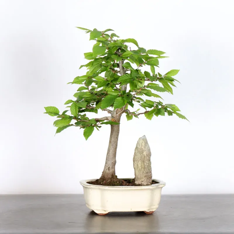 image supplémentaire - CHARME "CARPINUS" 1-5