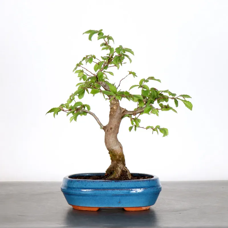 Bonsai Charms CH-1-11