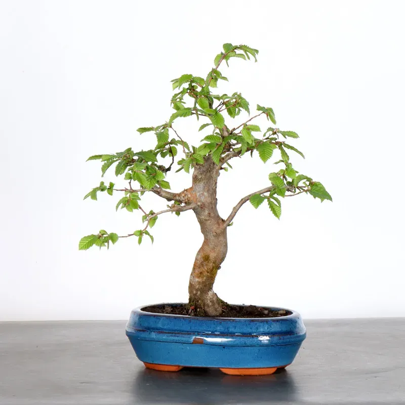 image supplémentaire - CHARME "Carpinus" 1-11