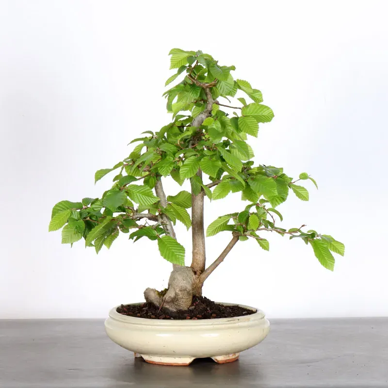 HORNBEAM "CARPINUS" 1-18