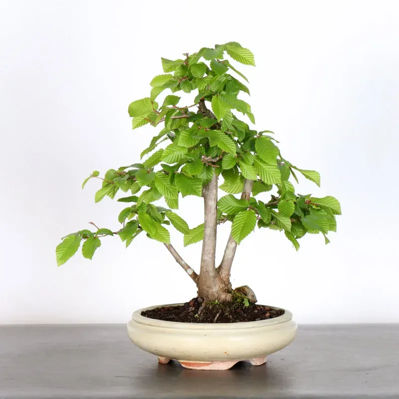 image supplémentaire - HORNBEAM "CARPINUS" 1-18