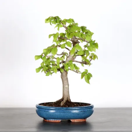 CHARME "Carpinus" 2-23