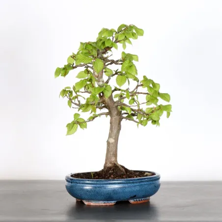 image supplémentaire - CHARME "Carpinus" 2-23