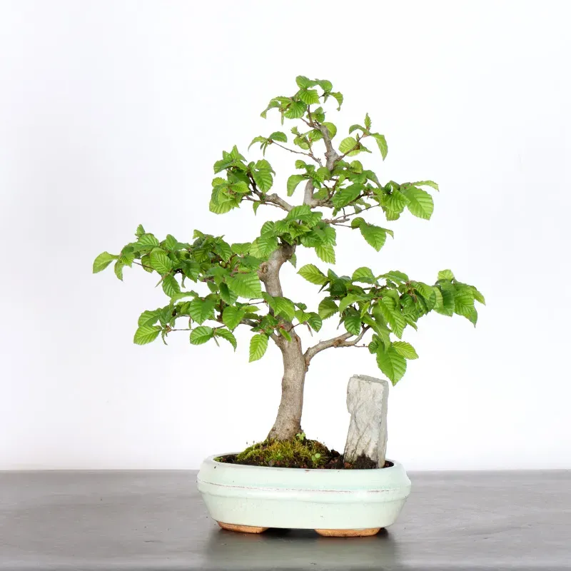 CHARME AVEC ROCHE "Carpinus" 1-14