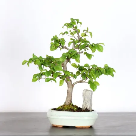 CHARME AVEC ROCHE "Carpinus" 1-14