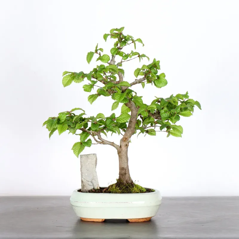 image supplémentaire - CHARME AVEC ROCHE...