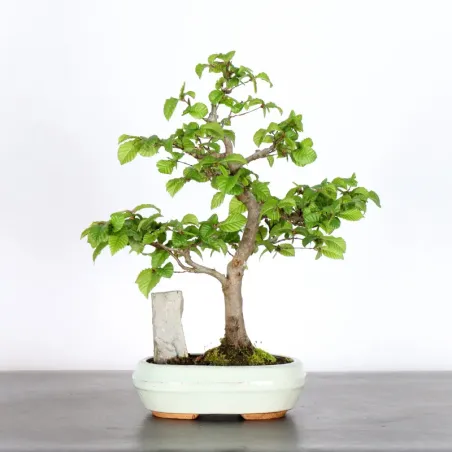 image supplémentaire - HORNBEAM "CARPINUS" WITH...