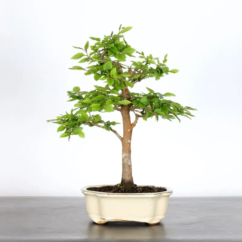CHARME "Carpinus" 2-22