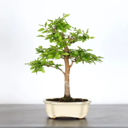 CHARME "Carpinus" 2-22