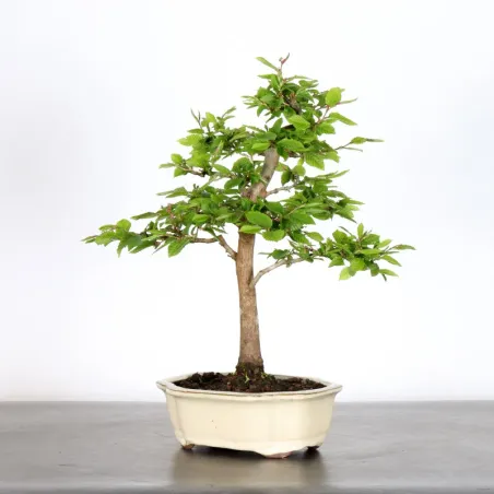 image supplémentaire - CHARME "Carpinus" 2-22