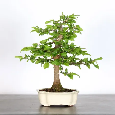 image supplémentaire - CHARME "Carpinus" 2-12