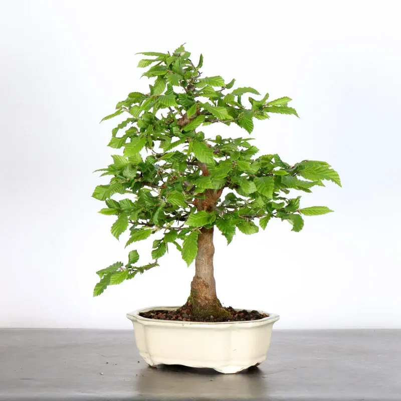 CHARME "Carpinus" 2-12