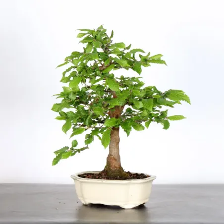 HORNBEAM "CARPINUS" 2-12
