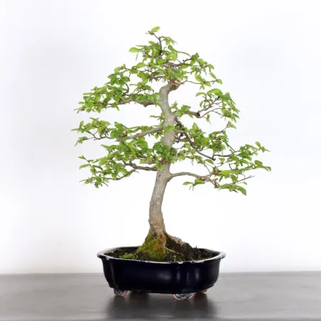 image supplémentaire - CHARME "Carpinus" 2-20