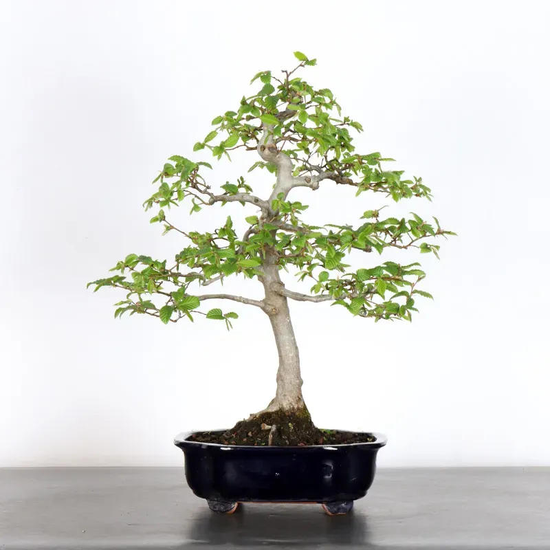 CHARME "Carpinus" 2-20