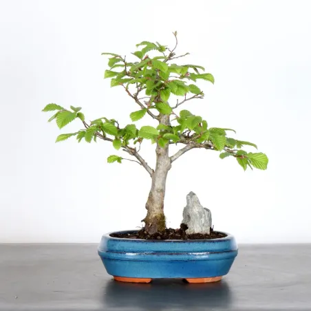 Bonsai Charmes CH-1-2