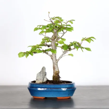 image supplémentaire - CHARME "Carpinus" 1-2