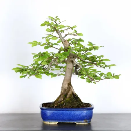 CHARME "Carpinus" 2-14
