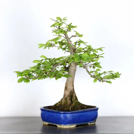 image supplémentaire - HORNBEAM "CARPINUS" 2-14