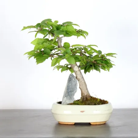 CHARME "Carpinus" AVEC ROCHE 2-19