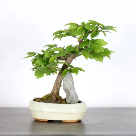 image supplémentaire - CHARME "Carpinus" AVEC...