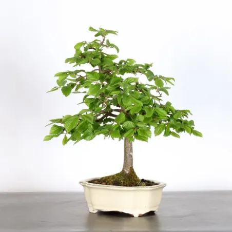 image supplémentaire - HORNBEAM "CARPINUS" 2-5