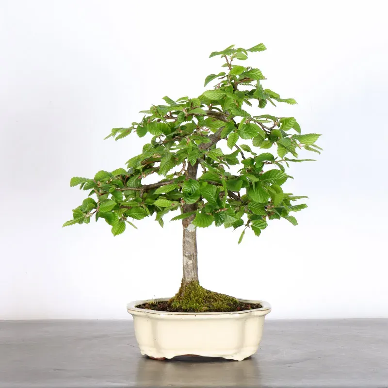 Bonsai Charms CH-2-5