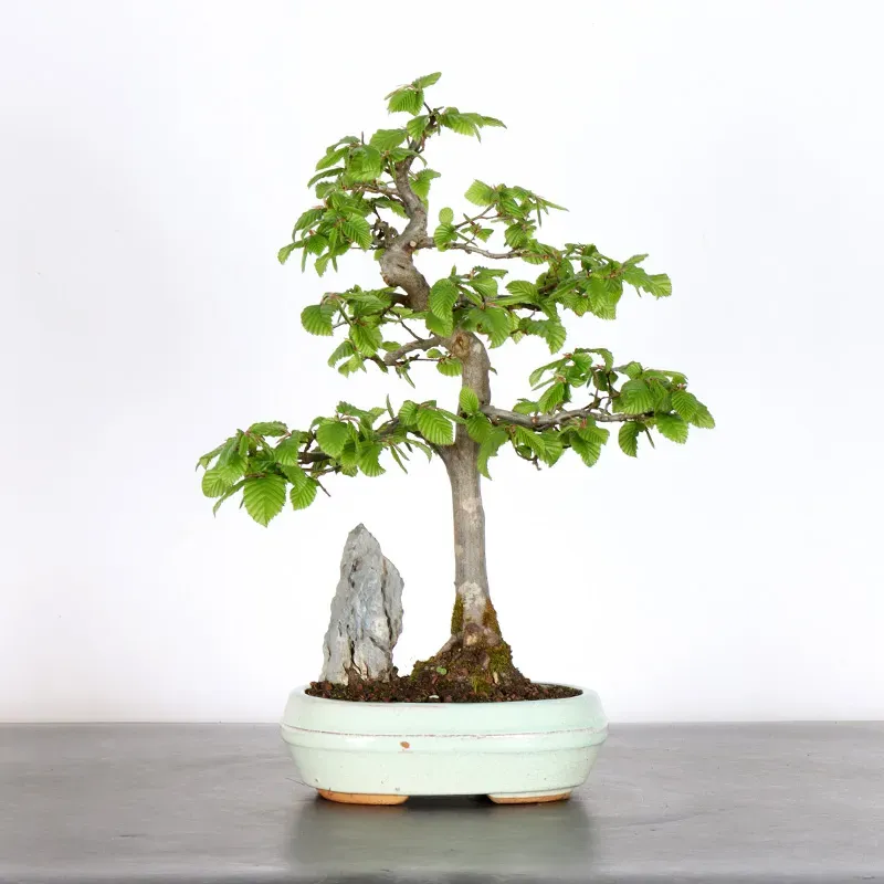 Bonsai Charmes CH-1-1