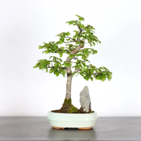 image supplémentaire - HORNBEAM "CARPINUS" WITH...