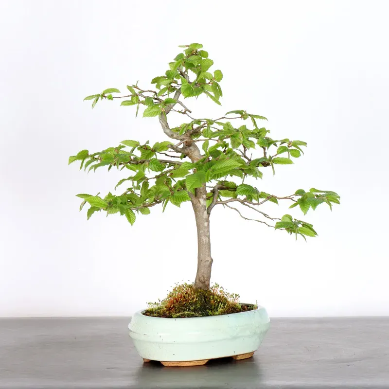 image supplémentaire - CHARME "Carpinus" 2-1