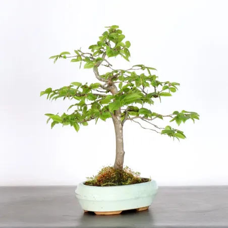 image supplémentaire - HORNBEAM "CARPINUS" 2-1