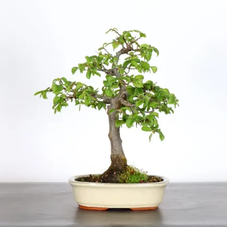 Bonsai Charmes CH-2-8