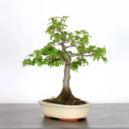 image supplémentaire - HORNBEAM "CARPINUS" 2-8