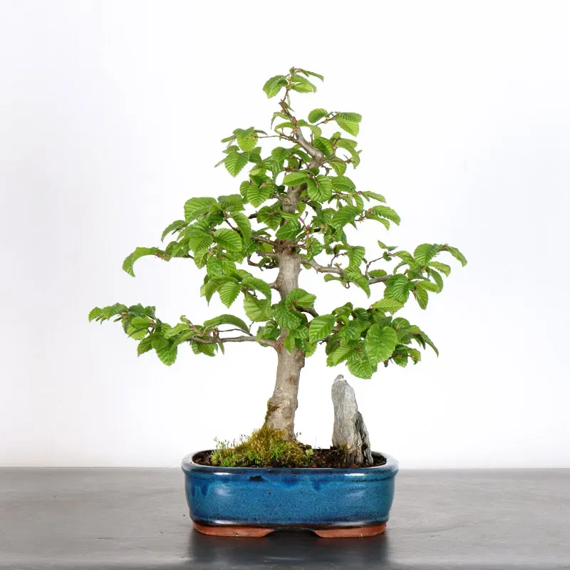 HORNBEAM "CARPINUS" WITH ROCK 1-20